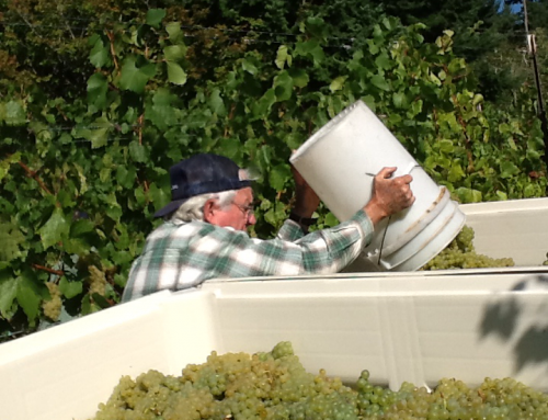 White Salmon Vineyard Producer of Fine Wines Grower of Premium Wine Grapes