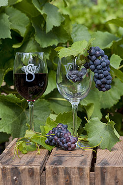 Wine Glasses in front of grapes