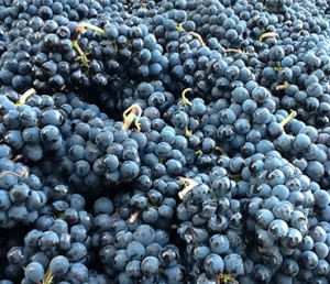 Black grapes for wine making